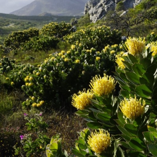 Leucospermum conocarpodendron